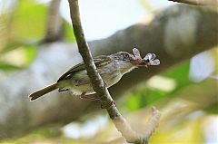 Pearly-vented Tody-Tyrant